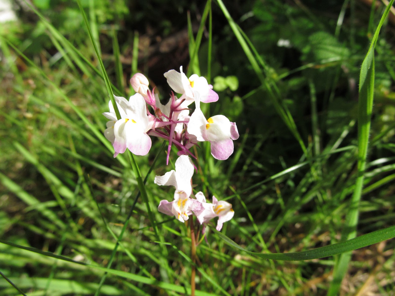 Das plantas e das pessoas Linaria incarnata (Vent.) Spreng