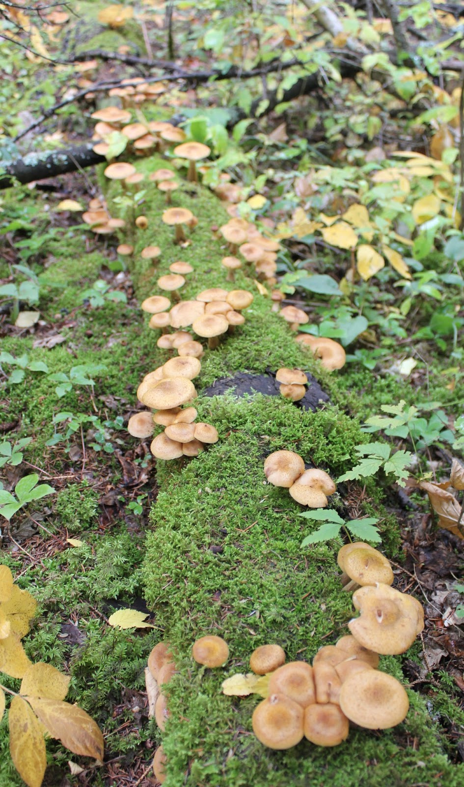 Wild Edible Mushrooms of Alberta The InterScience Cup
