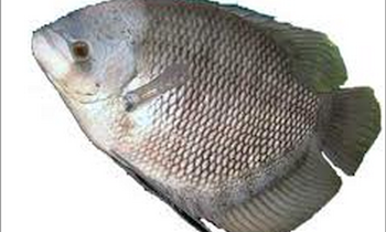 Ikan Air Tawar Besar Di Indonesia