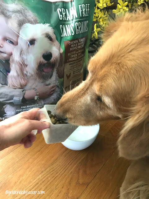 Is Dried Chicory Root Good For Dogs Is Dried Chicory Root Good For Dogs