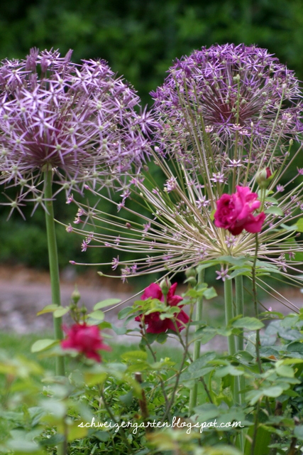 PurpurWunderkugeln Der Zierlauch