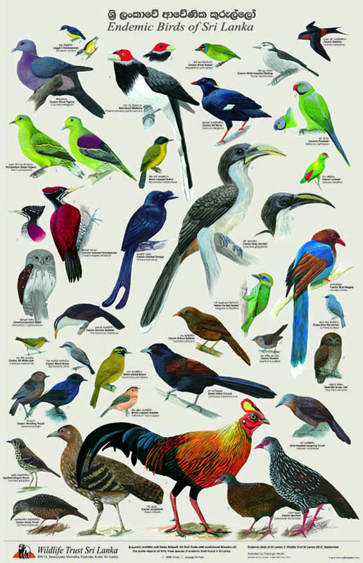 Tharanga Herath Wildlife Art: Poster- Endemic Birds of Sri Lanka