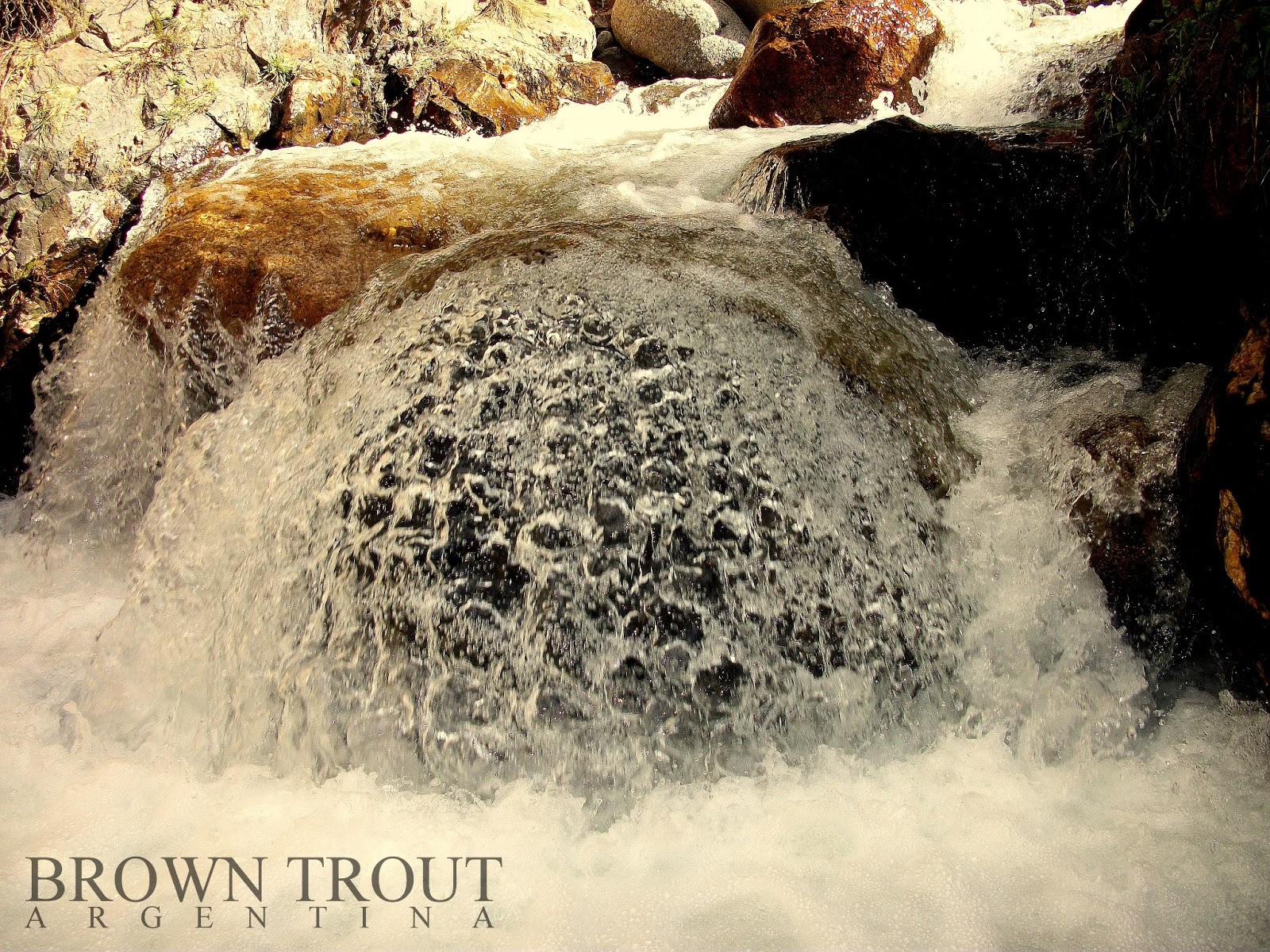 Imágenes integradas 1