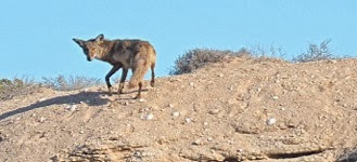 Camp Coyote Coyote that is a frequent visitor at our camp