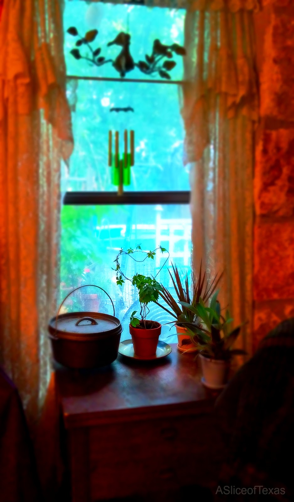 A Slice of Texas blog GROWING VIRGINIA CREEPER for shade and beauty