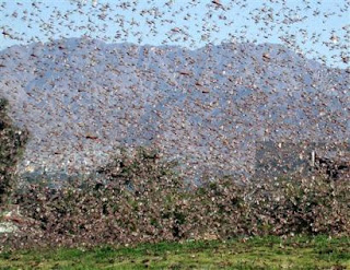 Photo of a swarm of locusts.