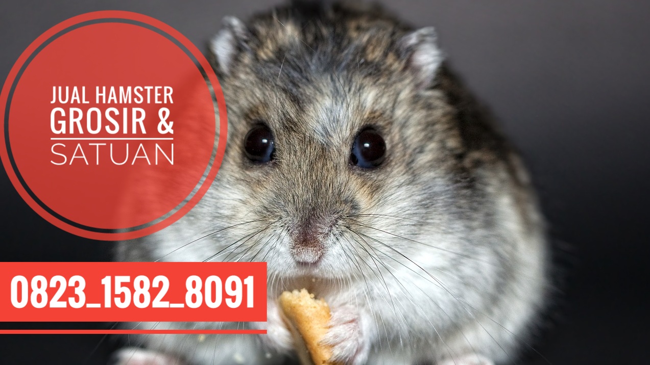 Cara Budidaya Hamster Dari Pakan Hingga Penyakitnya Lengkap - Peternak