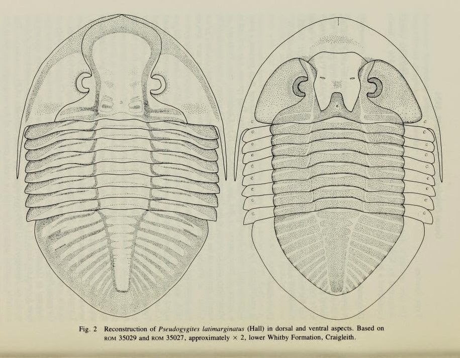 Pseudogygites latimarginatus reconstruction