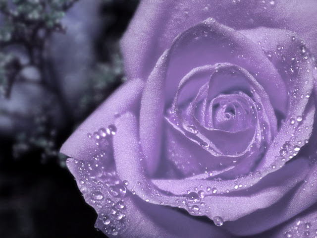purple rose wallpaper