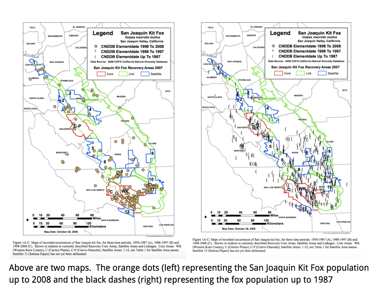 San Joaquin Kit FoxGabi