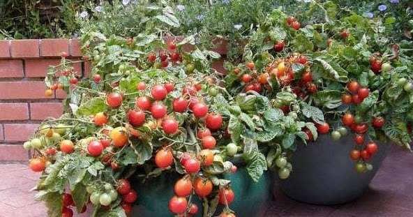 budidaya tomat dalam pot terbalik