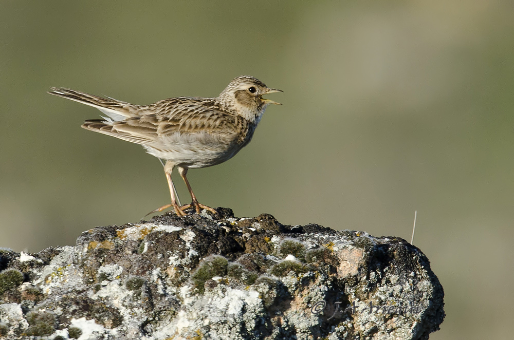Alondra común, Alauda arvensis, Skylark Alondra común, Alauda arvensis, Skylark