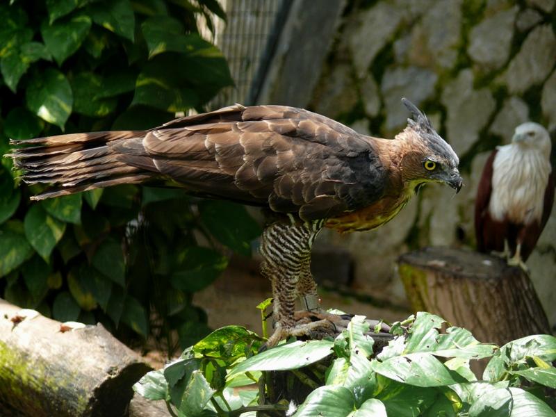 Zwergin Riesenschwanz Schwarz Onanieren