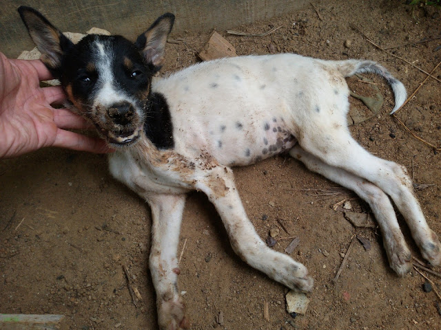 anjing birong anjing birong
