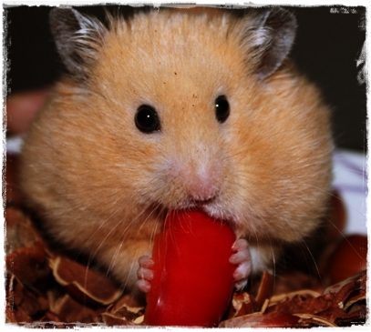 15 Ciri-Ciri Hamster