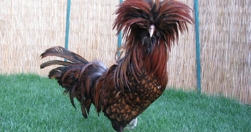 Davut Un Kumesi Tavuk Turleri Hakkinda Seri 1 Davut Un Kumesi Tavuk Turleri Hakkinda Seri 1