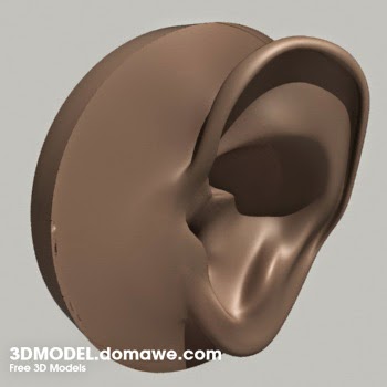 Domawe Net Human Ear Free 3d Model Anatomy