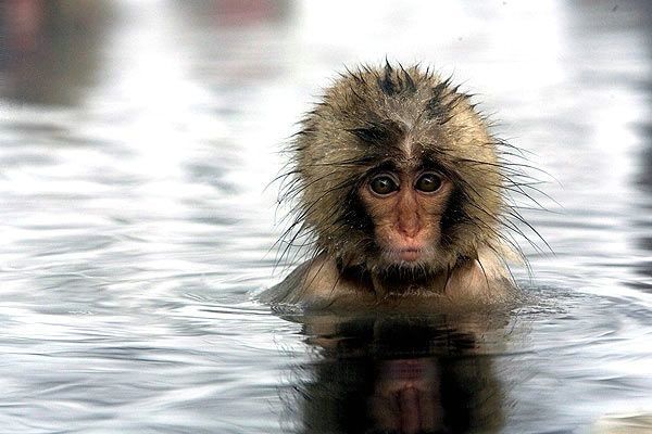 Funny Pictures: Funny Humor Monkey photos and funny Humor Monkey pictures