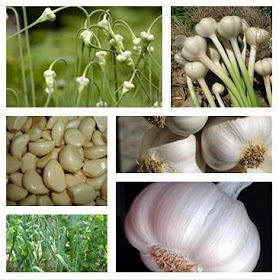 sarımsağın faydaları, sarımsağın yararları, sarımsak nelere faydalıdır