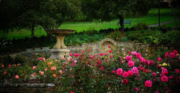 University Rose Garden University Rose Garden. Tasmania. Australia