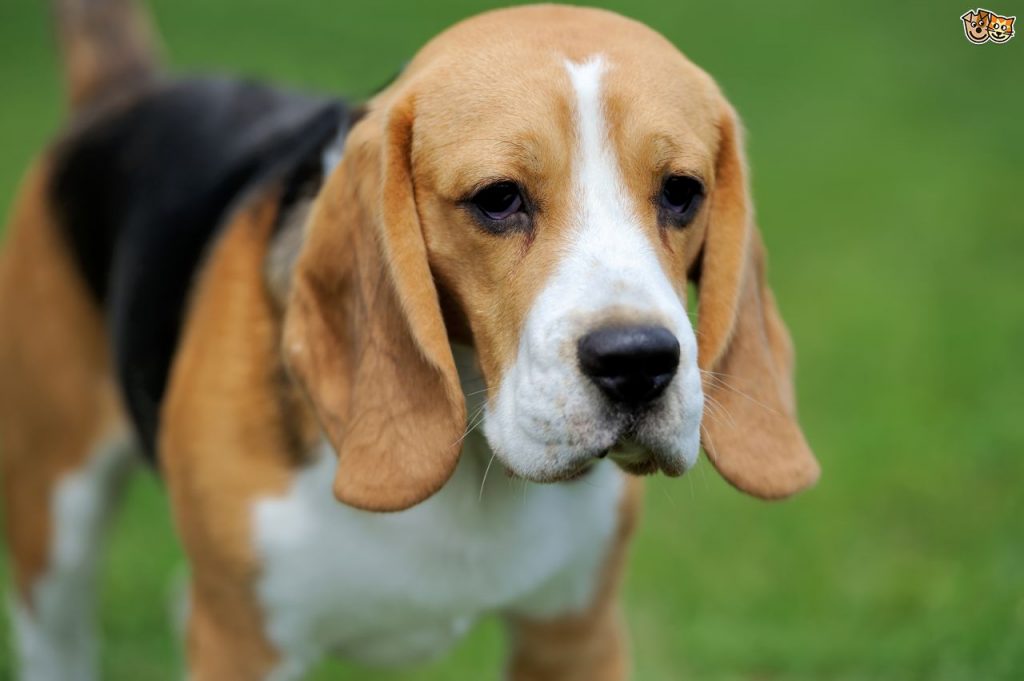 Beagle (Dog breed)