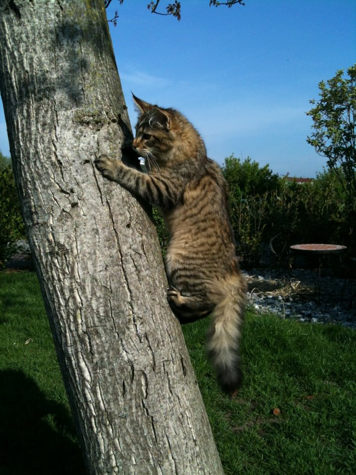 Auf die Bäume Ihr Katzen