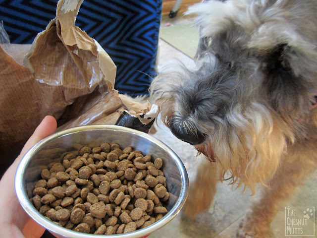 Dibble and a bowl of DOGSFOOD