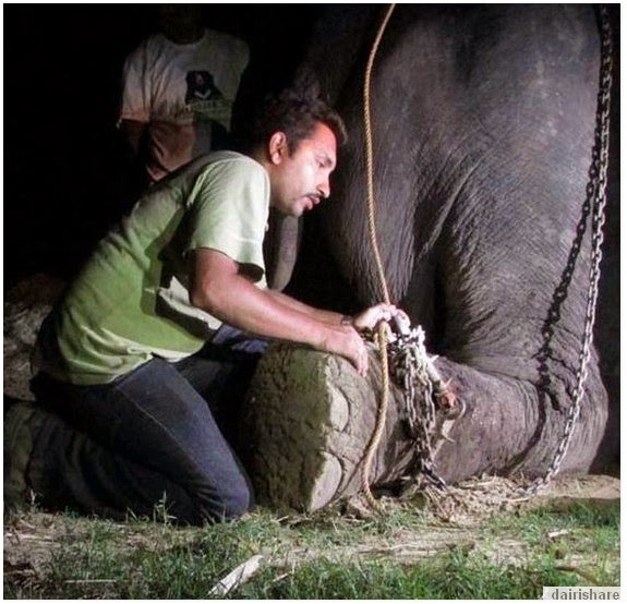 Gajah Di Rantai Selama 50 Tahun - Tabek Puang