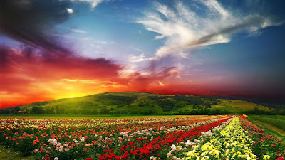 صور خلفيات زهور صور خلفيات زهور