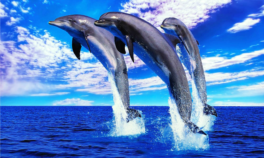 Fotos-desktop: Golfinhos em alto mar