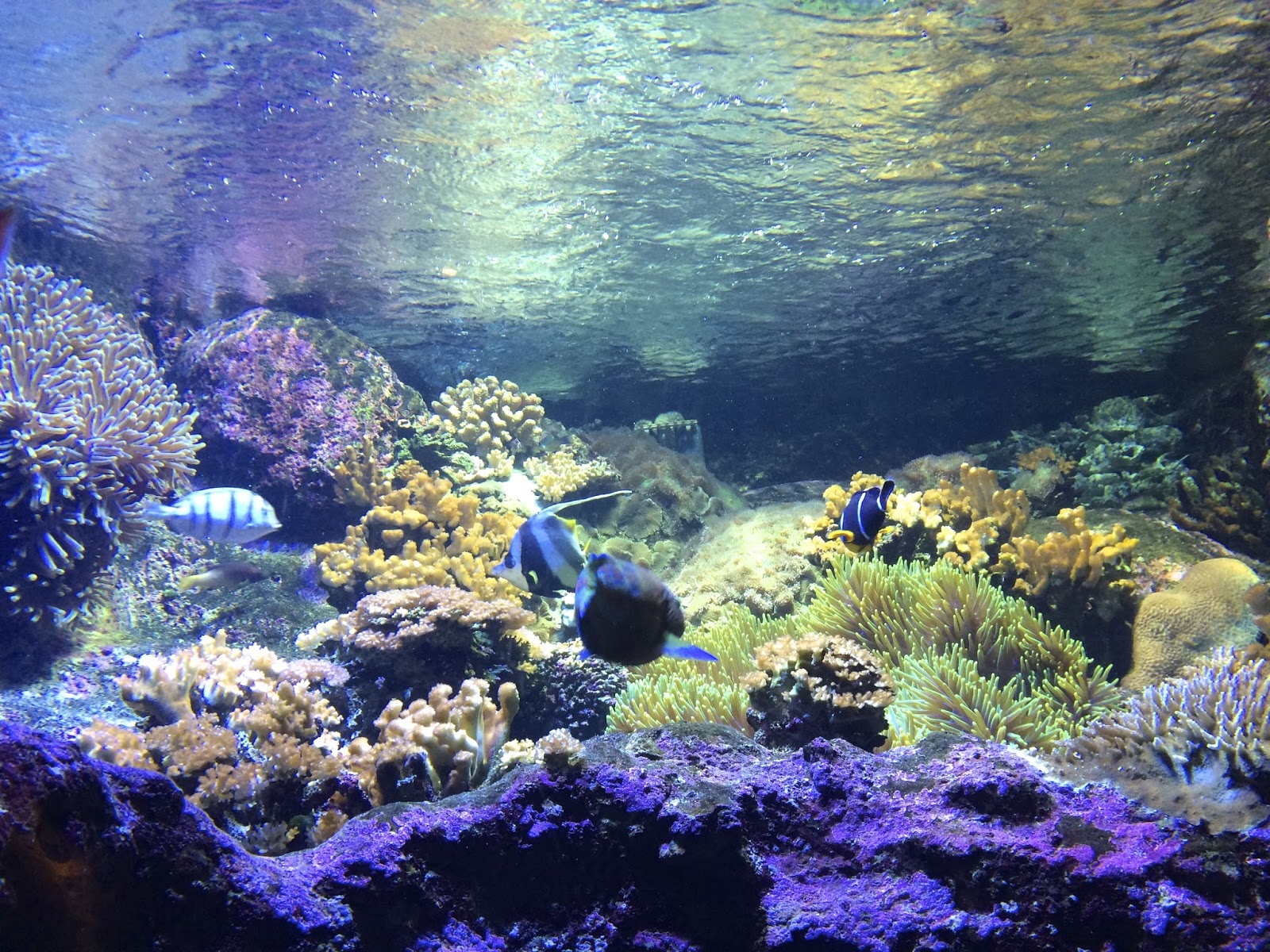 Une nouvelle aventure commence... Départ pour l'île de la Réunion ! L