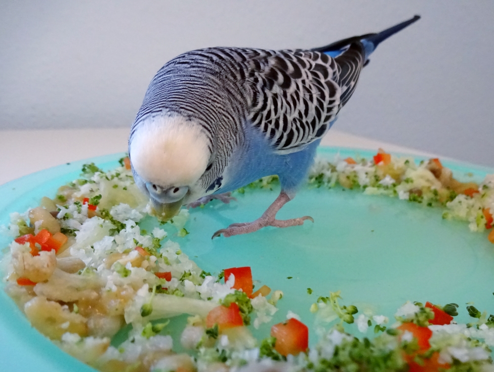 Какую траву давать попугаям. Пинто волнистый попугай. Питание волнистых попугайчиков. Что едят волнистые попугаи. Еда для попугаев волнистых.