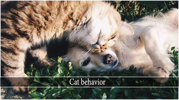 cat behavior problems