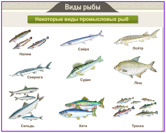 основные виды промысловых рыб виды. промысловые рыбы. ценные промысловые рыбы. рыба семейства тресковых морская. речная рыба список.