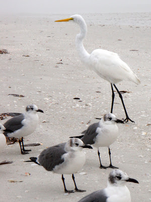 seagulls on sanibel island
