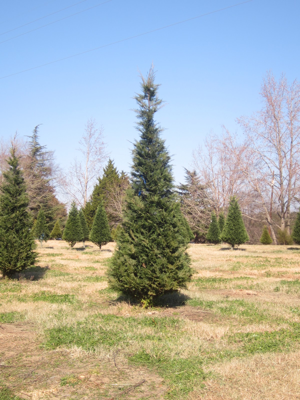 The Stir Crazy Moms' Guide to Durham Jordan Lake Christmas Tree Farm