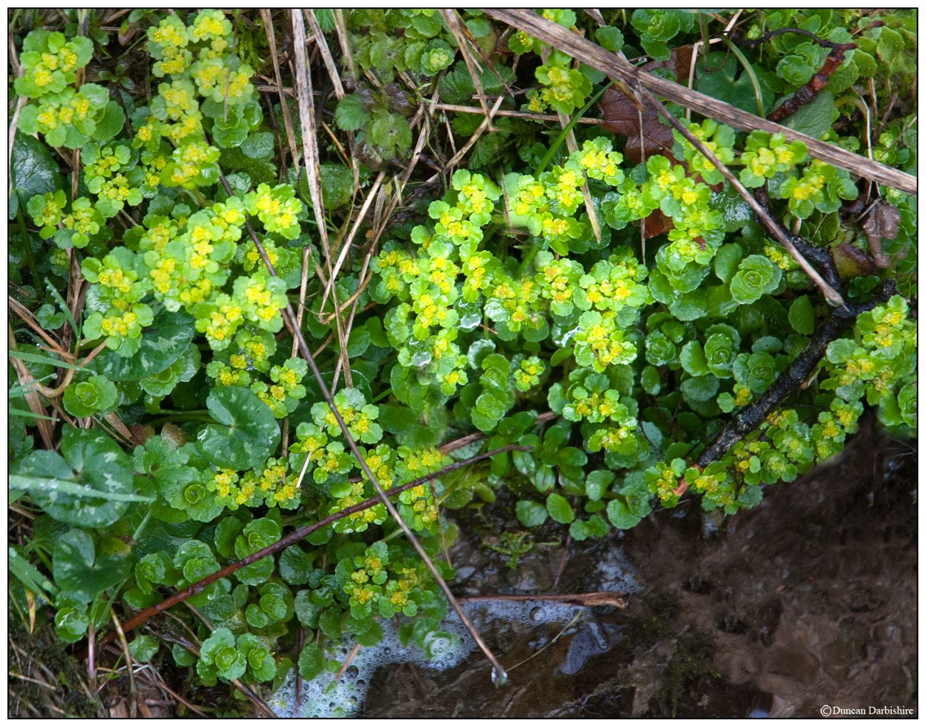 The Nook A Garden Blog FLOWERS, FLOWERS, NOSE AND EARS
