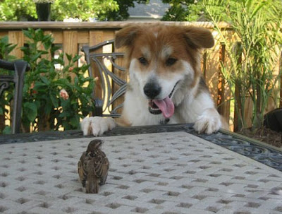 Lustiger Hund hat Hunger Lustiger Hund hat Hunger