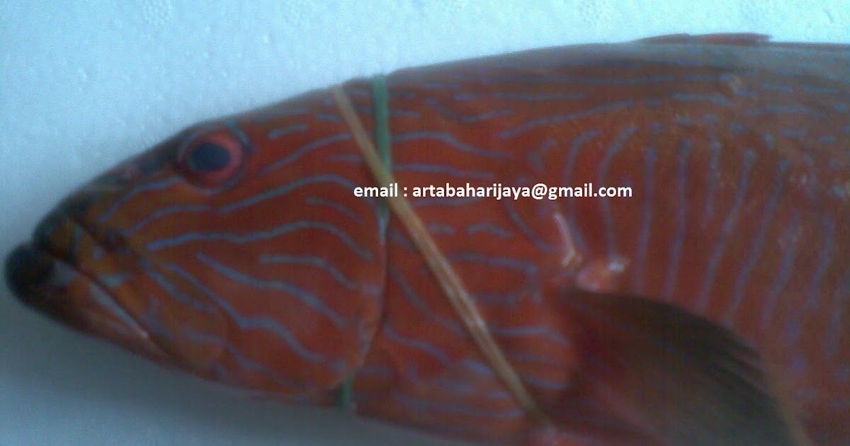IKAN EXPORT: IKAN SUNU MACAN GARIS PANJANG