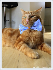 Fudge trying on Parsley's Bow Tie Mandalas on Monday @BionicBasil® #83.JPG