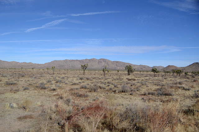 Queen Mountain past a lot of flat full of Joshua Trees