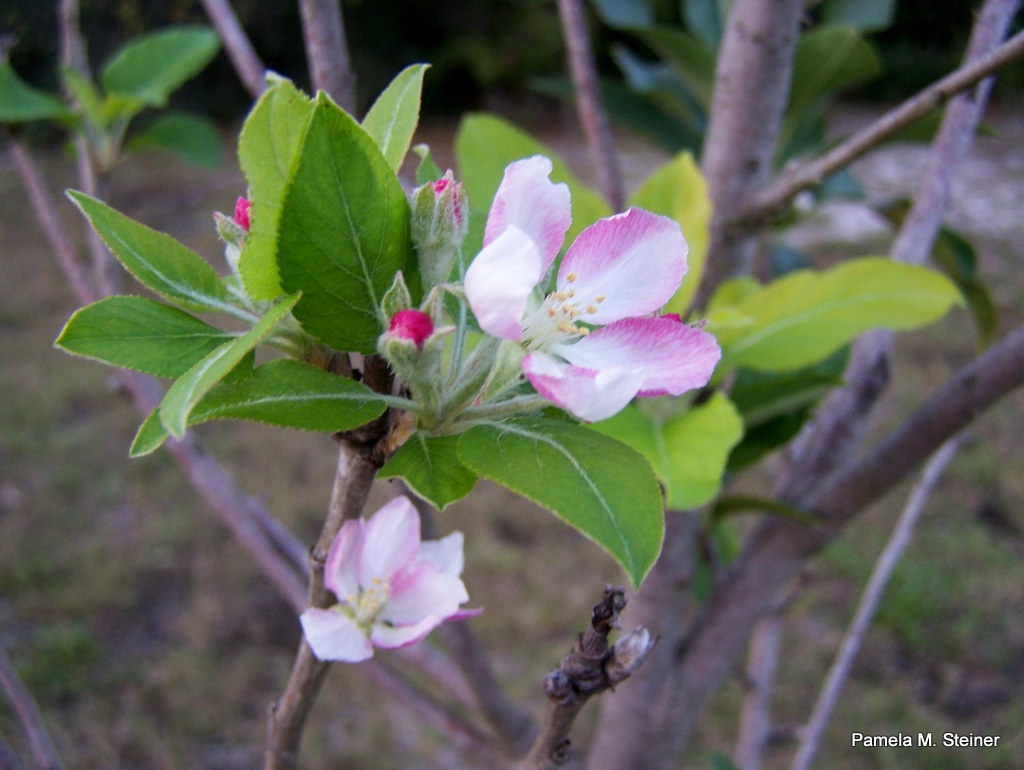 Closed Doors, Open Windows Take Time to "Smell the Roses"...or Apple