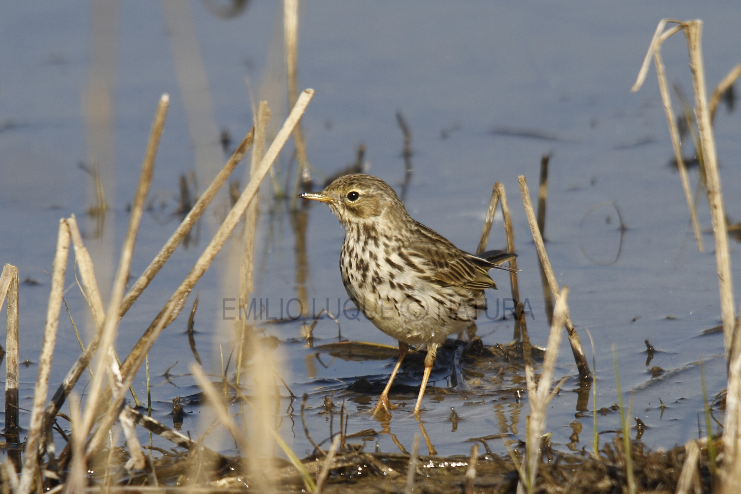 AVES EN DOÑANA