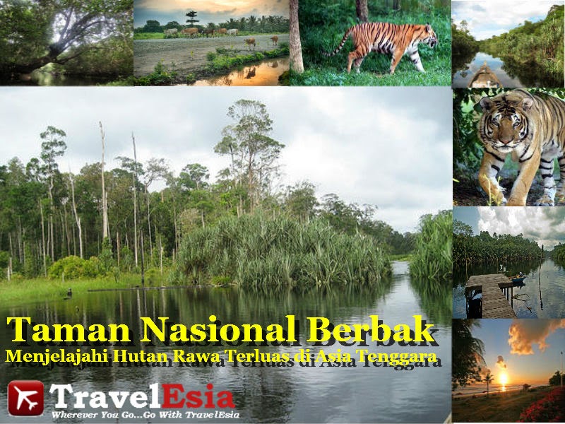 Taman Nasional Berbak : Menjelajahi Hutan Rawa Terluas di Asia Tenggara