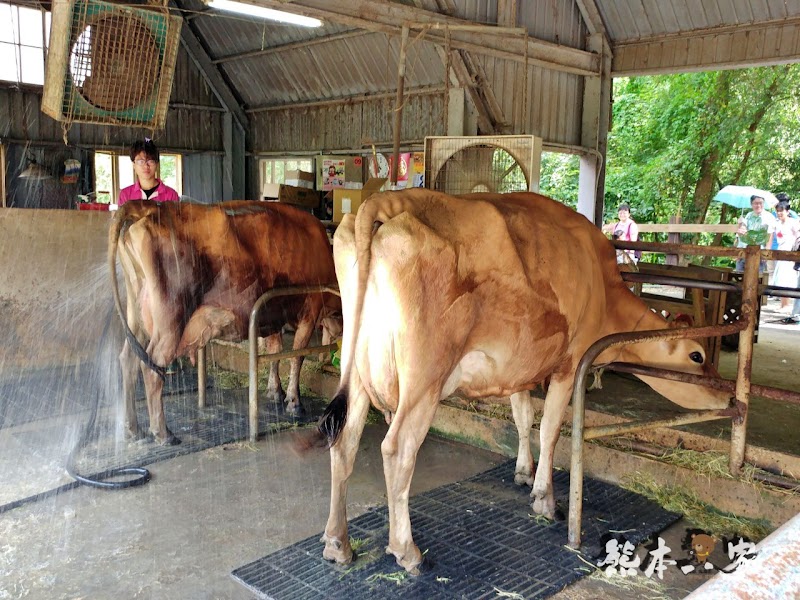 媲美清境青青草原|苗栗飛牛牧場|乳牛綿羊生態區~擠牛奶餵小羊小牛體驗