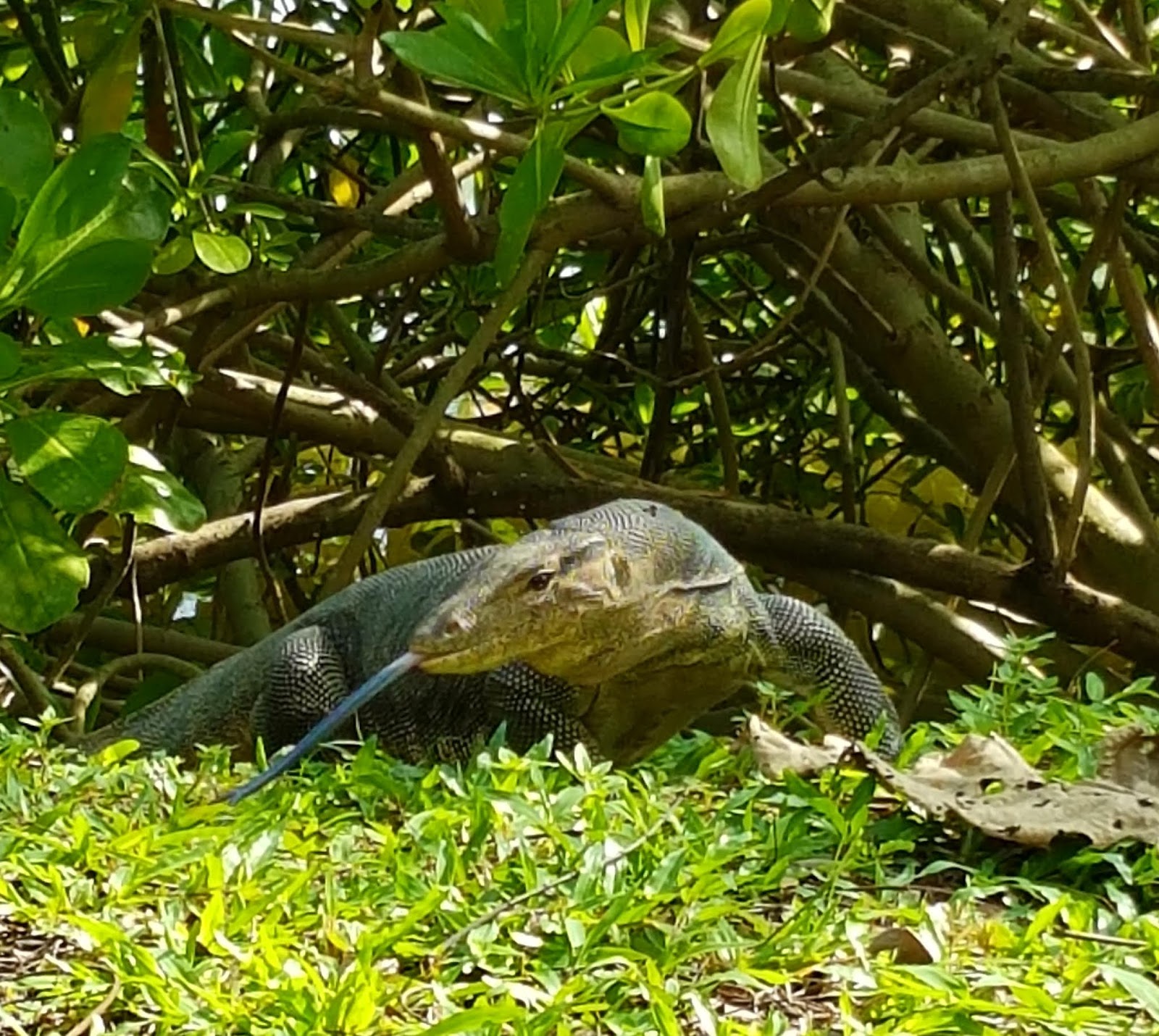Iguana Kingdom v The Monitor Lizards