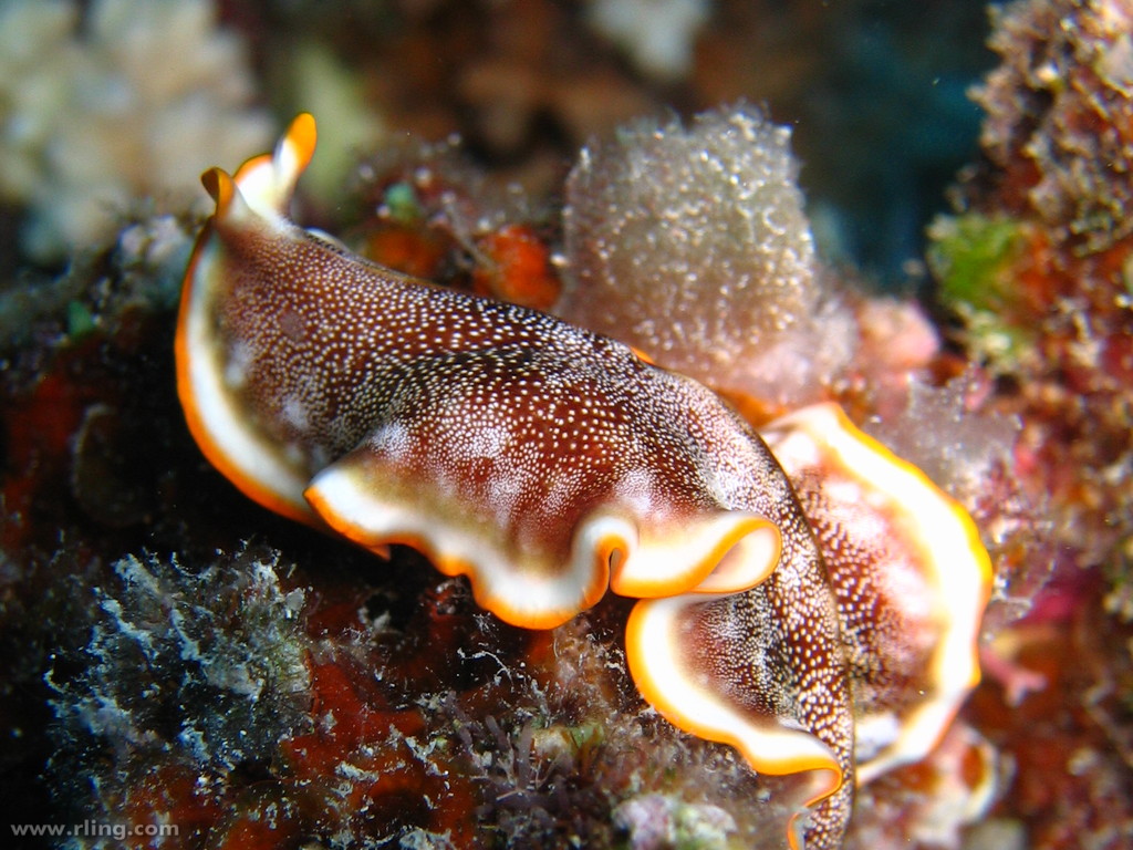 Platyhelminthes turbellaria