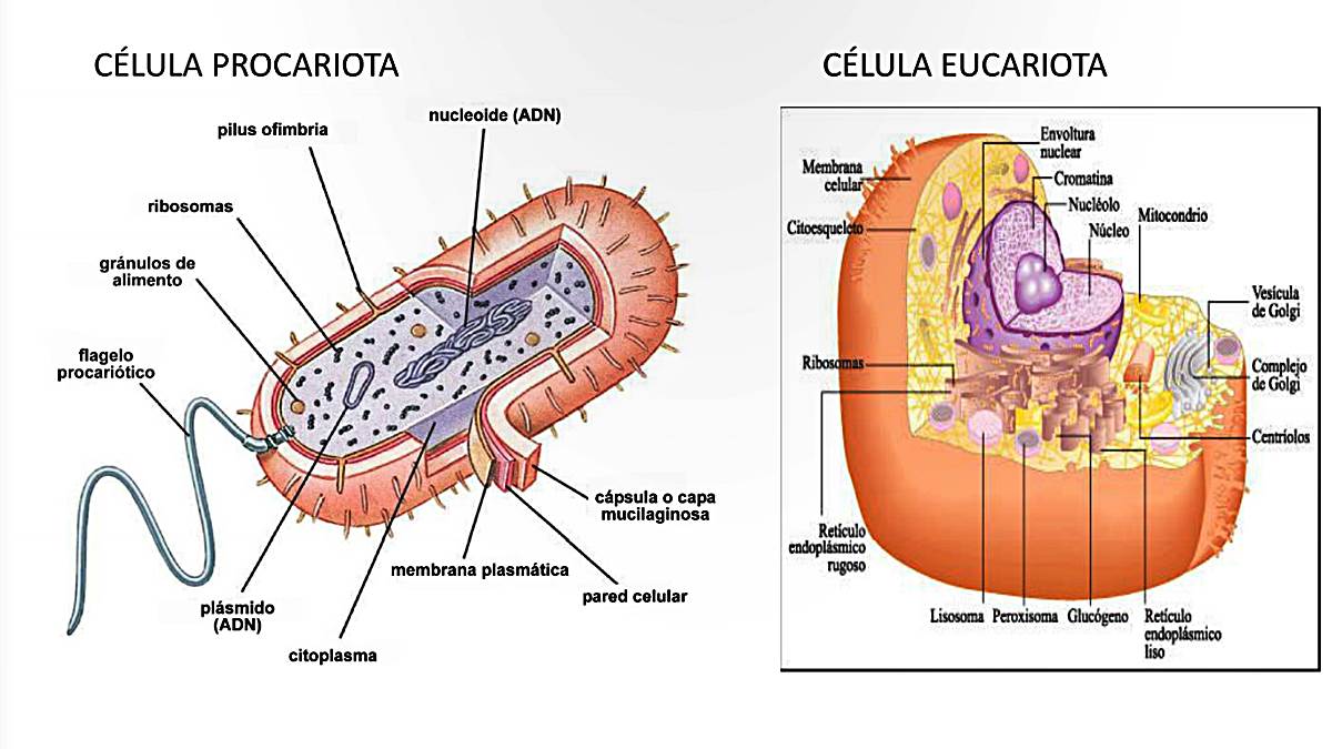 Células procariontes y eucariotas