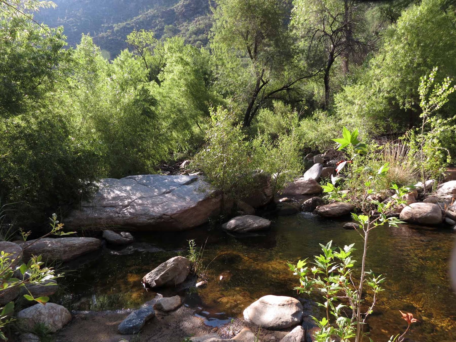 Desert Colors: After the rain