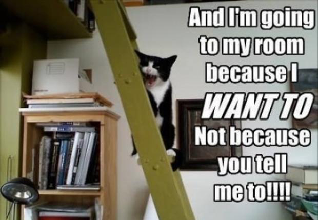 funny animal memes, animal pictures with captions, lolcats